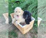 Small Photo #5 Labradoodle Puppy For Sale in VERGENNES, IL, USA