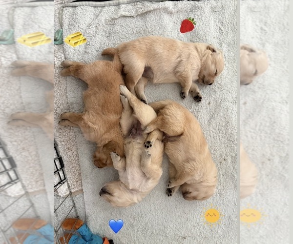 Medium Photo #47 Golden Retriever Puppy For Sale in EXTON, PA, USA