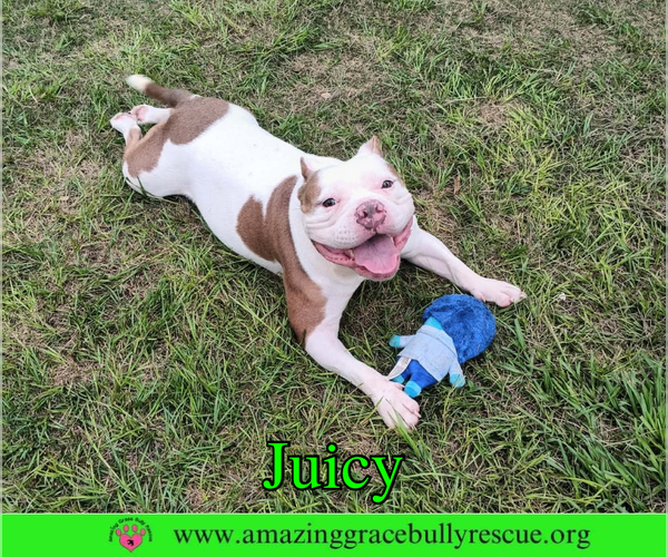 Medium Photo #1 Bulldog Puppy For Sale in Milton, FL, USA
