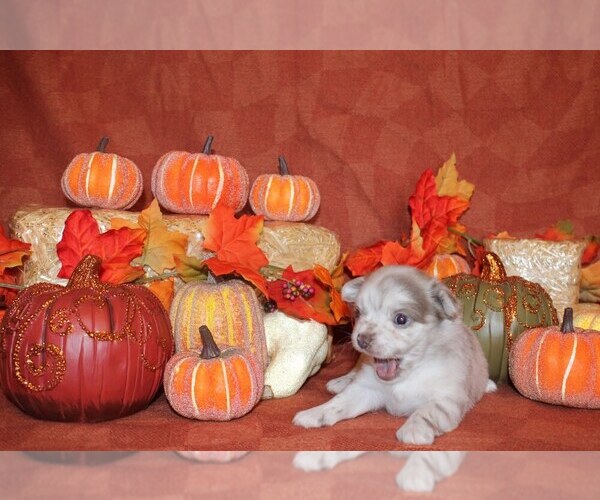 Medium Photo #1 Chihuahua Puppy For Sale in CHARLESTON, AR, USA