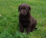 Puppy Patsy Labrador Retriever