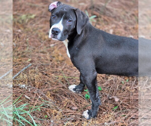 Medium Photo #2 Boxer-Unknown Mix Puppy For Sale in Canton, CT, USA