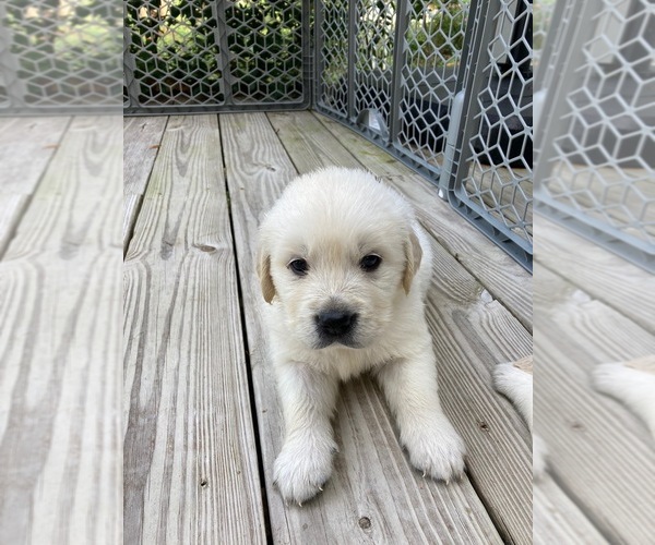 Medium Photo #1 Golden Retriever Puppy For Sale in KEYSTONE HEIGHTS, FL, USA