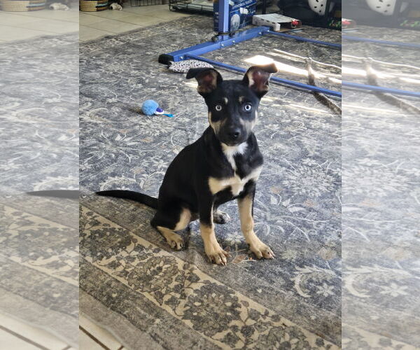 Medium Photo #1 Shepradors Puppy For Sale in The Woodlands, TX, USA