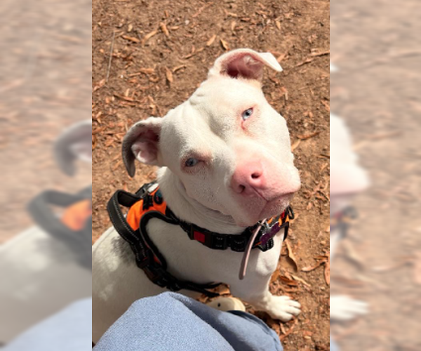 Medium Photo #3 American Bulldog-Unknown Mix Puppy For Sale in Decatur, GA, USA