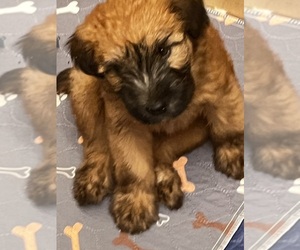 Soft Coated Wheaten Terrier Puppy for sale in POWDER SPRINGS, GA, USA