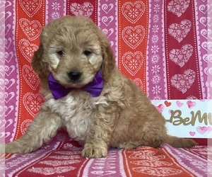 Goldendoodle (Miniature) Puppy for sale in LANCASTER, PA, USA