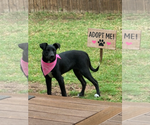 Small #8 Labrador Retriever Mix