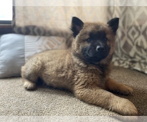 Australian Shepherd-Chow Chow Mix Puppy for sale in DRUMMONDS, TN, USA