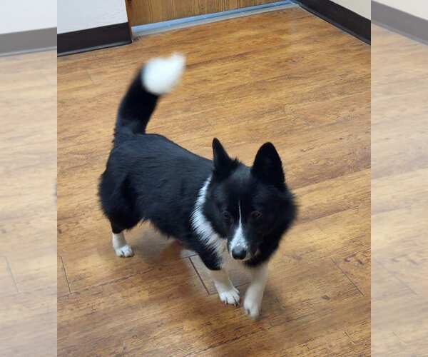 Medium Photo #5 Border Collie-Unknown Mix Puppy For Sale in Denver , CO, USA