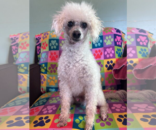 Medium Photo #6 Poodle (Miniature) Puppy For Sale in Pacolet, SC, USA