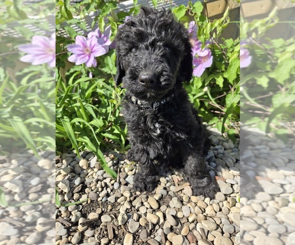 Medium Photo #1 Labradoodle Puppy For Sale in WILLIAMSTOWN, KY, USA