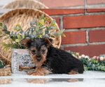 Small #1 Yorkshire Terrier