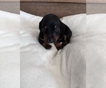 Small #2 Dachshund