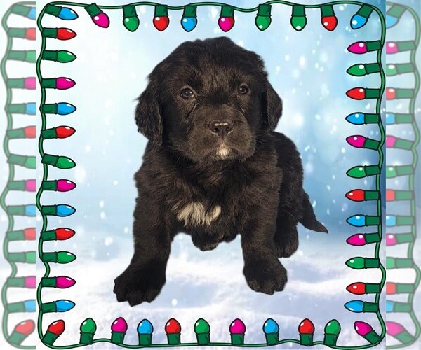 Medium Photo #97 Golden Mountain Dog Puppy For Sale in BLACK FOREST, CO, USA