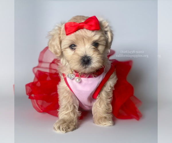 Medium Photo #3 Maltipoo Puppy For Sale in BREA, CA, USA