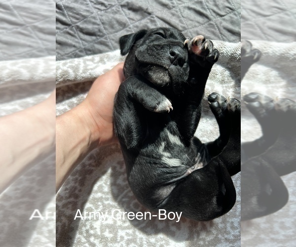 Medium Photo #2 Cane Corso-German Shorthaired Pointer Mix Puppy For Sale in CLAY CITY, KY, USA