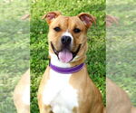 Small #1 American Pit Bull Terrier