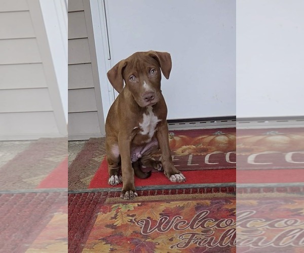 Medium Photo #1 Labrador Retriever-Unknown Mix Puppy For Sale in SHERBURNE, NY, USA