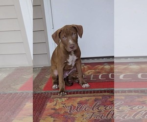 Labrador Retriever-Unknown Mix Dogs for adoption in SHERBURNE, NY, USA