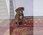 Puppy 2 (NY-Shari) - Male Labrador Retriever-Unknown Mix Dog for Adoption - Small photo