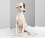 Small #1 Italian Greyhound