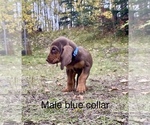 Small Photo #4 Bloodhound Puppy For Sale in PALMER, AK, USA