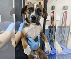 Beagle-Unknown Mix Dogs for adoption in El Centro, CA, USA