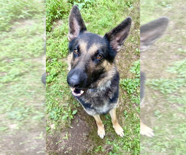 Medium Photo #4 German Shepherd Dog Puppy For Sale in Cranford, NJ, USA