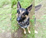Small #3 German Shepherd Dog