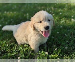 Golden Retriever Puppy for sale in WOOSTER, OH, USA