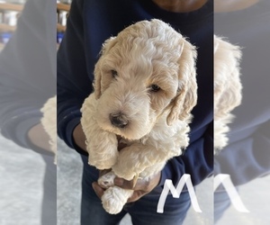Poodle (Standard) Puppy for sale in CHARITON, IA, USA