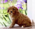 Small #3 Cavapoo (Miniature)