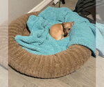 Small #4 Chihuahua