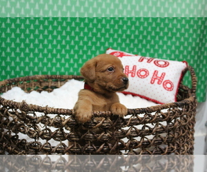 Labrador Retriever Puppy for sale in ELIZABETH CTY, NC, USA