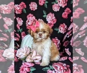 Shih Tzu Puppy for sale in OXFORD, PA, USA