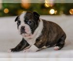 Small Photo #2 Boston Terrier Puppy For Sale in CARMICHAEL, CA, USA