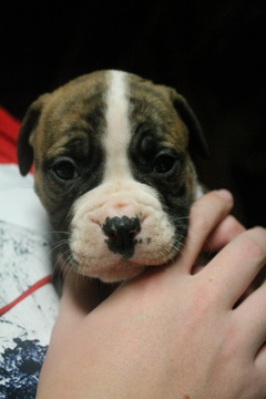 Medium Photo #1 Olde English Bulldogge Puppy For Sale in TUCKERTON, NJ, USA