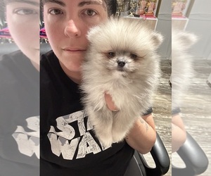 Pomeranian Puppy for Sale in DAVIE, Florida USA