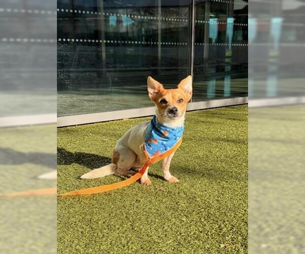 Medium Photo #2 Chihuahua Puppy For Sale in San Martin, CA, USA