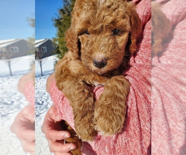 Medium Photo #9 Goldendoodle Puppy For Sale in COKATO, MN, USA