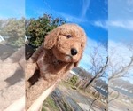 Small Photo #121 Goldendoodle (Miniature) Puppy For Sale in GASTONIA, NC, USA