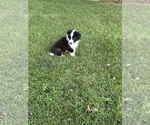Small #1 Border Collie-Collie Mix