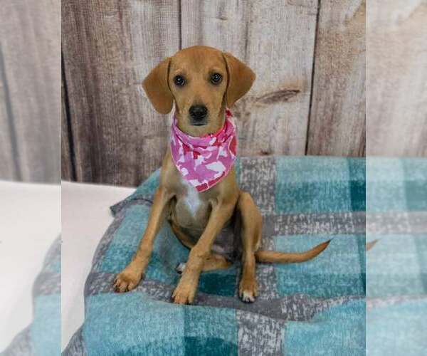 Medium Photo #6 Beagle-Retriever  Mix Puppy For Sale in Kennesaw, GA, USA
