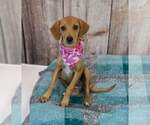 Small Photo #6 Beagle-Retriever  Mix Puppy For Sale in Kennesaw, GA, USA