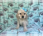 Small #5 Cocker Spaniel