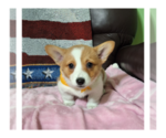 Small Photo #15 Pembroke Welsh Corgi Puppy For Sale in ARROYO GRANDE, CA, USA