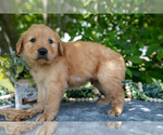 Small Photo #28 Golden Retriever Puppy For Sale in WOLCOTTVILLE, IN, USA