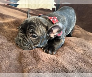 French Bulldog Puppy for sale in BROOKLYN, CT, USA