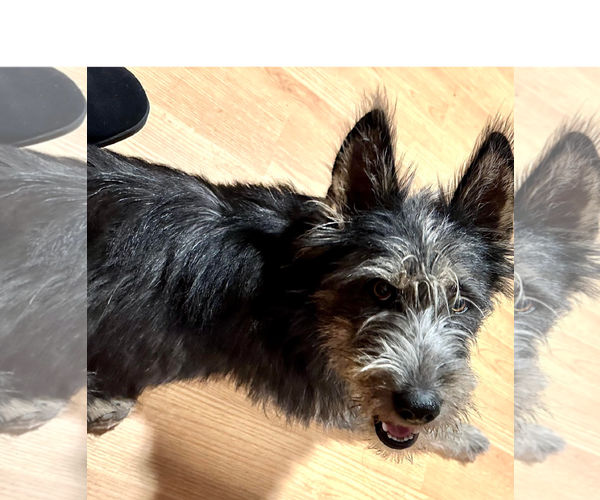 Medium Photo #2 Mutt Puppy For Sale in Menifee, CA, USA